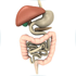 Digestive system3