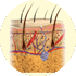 Integumentary system3