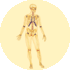 Skeletal system3