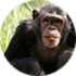 Chimps as smart as humans