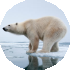 Global warming threat to polar bear