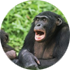 Chimps  ability to memorise events