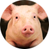 Gene editing could facilitates pig to human organ transplants