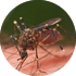 Protein for dengue jab