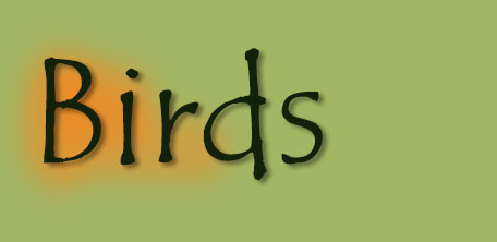 Birds logo