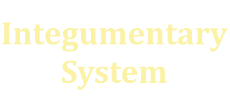 Integumentary systemfinal