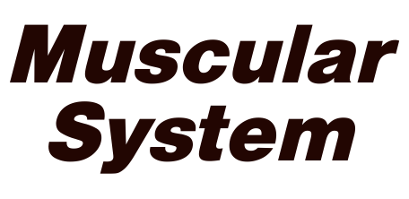 Muscular systemfinal