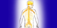 Nervous system2